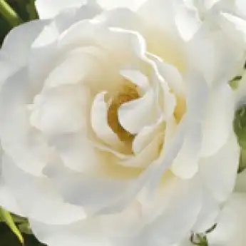 Trandafiri online - Alb - trandafir pentru straturi Floribunda - trandafir cu parfum intens -  - Alain Antoine Meilland - ,-